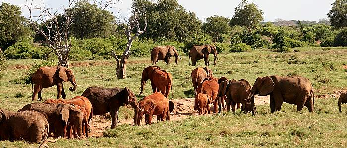 Tsavo Safari