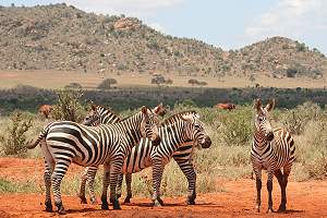 Tsavo Safari