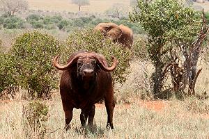 Tsavo Safari