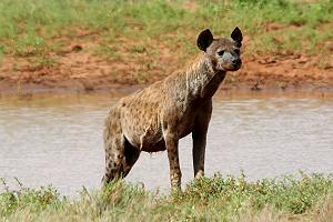 Tsavo Safari