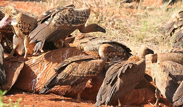 Tsavo Ost National Park