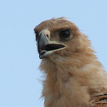 Tsavo Ost National Park