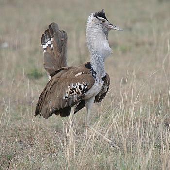 Tsavo Ost National Park