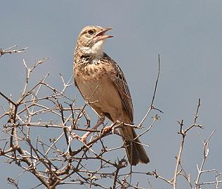 Birding safari Tsavo