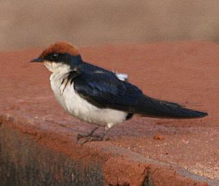 Rotkappenschwalbe, Hirundo smithii, Wire-tailed Swallow
