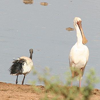 Tsavo Ost National Park