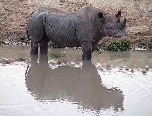 Black Rhino, Tsavo East