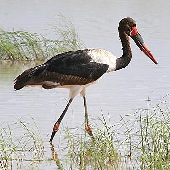 Tsavo Ost National Park