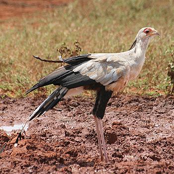 Tsavo Ost National Park