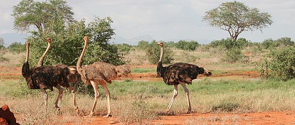 Tsavo Ost National Park