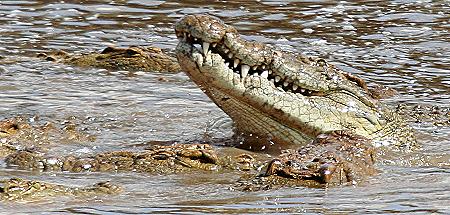 Crocodylus niloticus pauciscutatus
