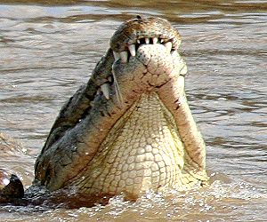 Krokodil Masai Mara