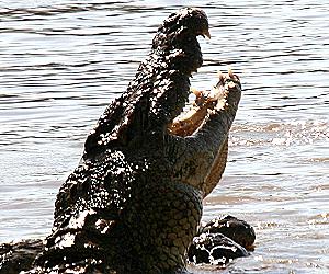 Crocodylus niloticus pauciscutatus