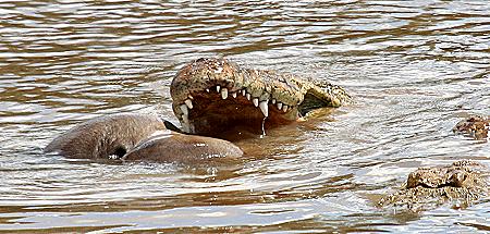 Krokodil Masai Mara