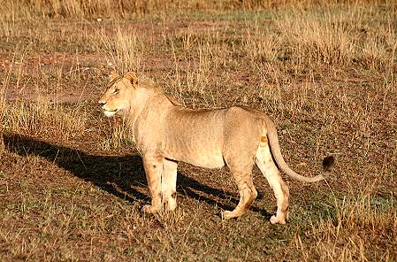 Löwen Ol Kiombo Masai Mara
