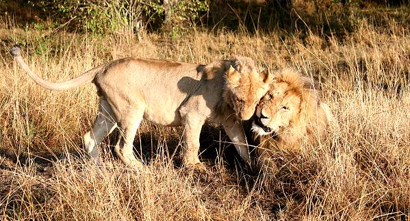 Löwen Ol Kiombo Masai Mara