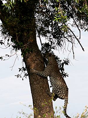 Leopard Masai Mara
