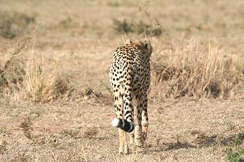 Gepard, Acinonyx jubatus