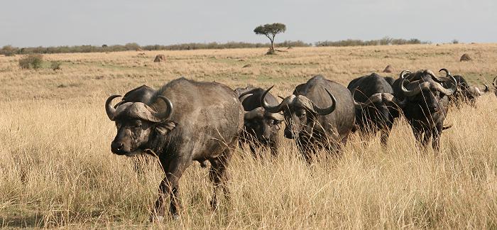 Kaffernbüffel, Syncerus caffer caffer in der Masai Mara