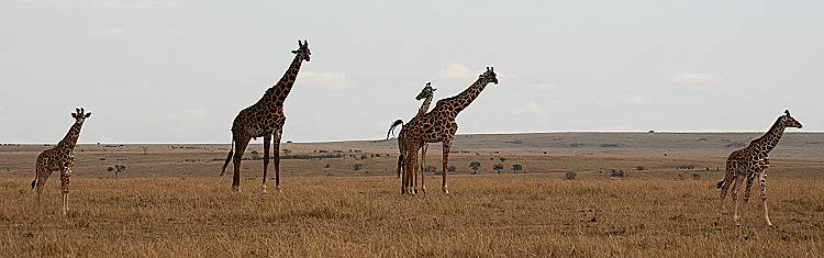 safari wangu