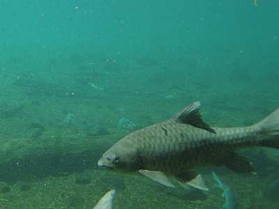 Mizuma Springs, Tsavo West