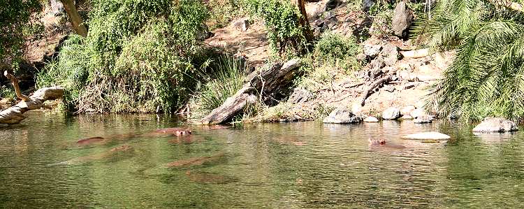 Mizuma Springs, Tsavo West