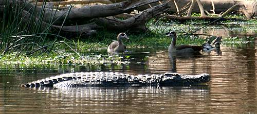 Mizuma Springs, Tsavo West