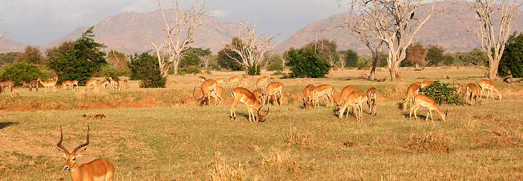 Tsavo Ost National Park