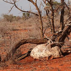 Tsavo Ost National Park