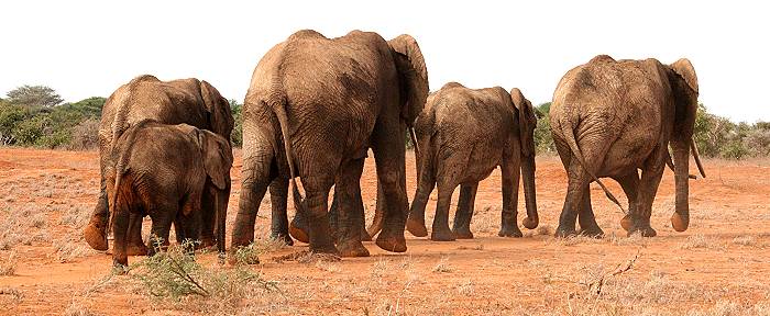 Tsavo Ost National Park