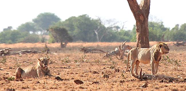 Tsavo Ost National Park