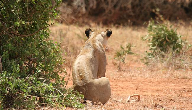 Tsavo Ost National Park