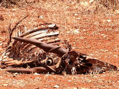 Tsavo Ost National Park