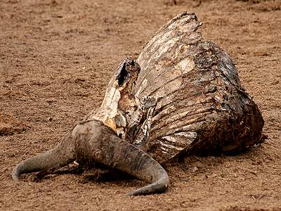 Tsavo Ost National Park