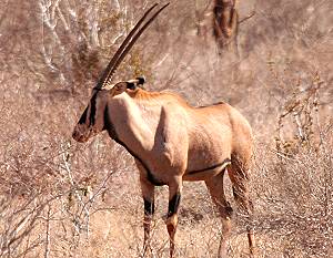 Tsavo Ost National Park