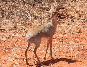 Tsavo Ost National Park