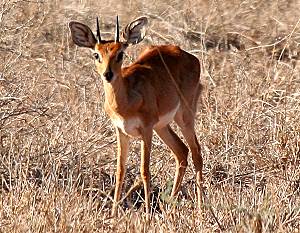 Tsavo Ost National Park