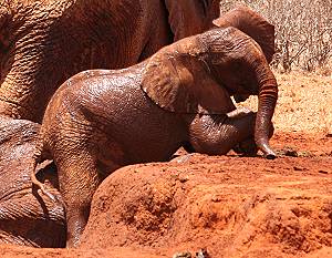 Rote Elefanten - Tsavo