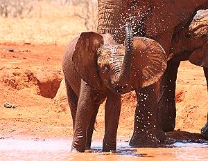 Rote Elefanten - Tsavo