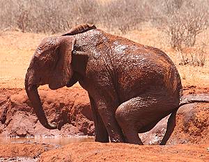 Rote Elefanten - Tsavo