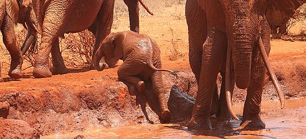 Rote Elefanten - Tsavo