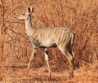 Kleiner Kudu, Weibchen, Tsavo Ost National Park