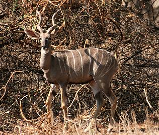 Kleiner Kudu, Männchen, Tsavo Ost National Park