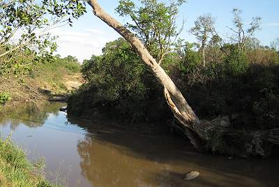 Mara Bush Camp