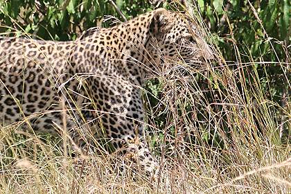 Leopard, Panthera pardus