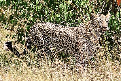 Leopard, Panthera pardus