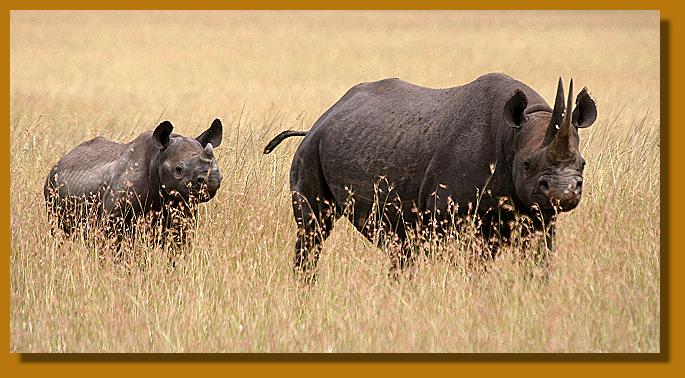 Spitzmaulnashorn - Masai Mara