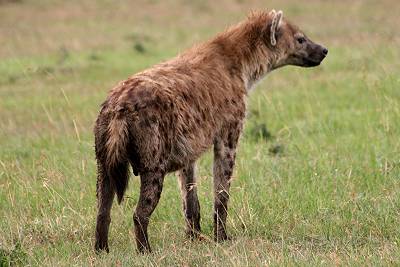 Masai Mara