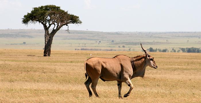 Masai Mara