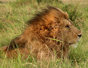 Masai Mara